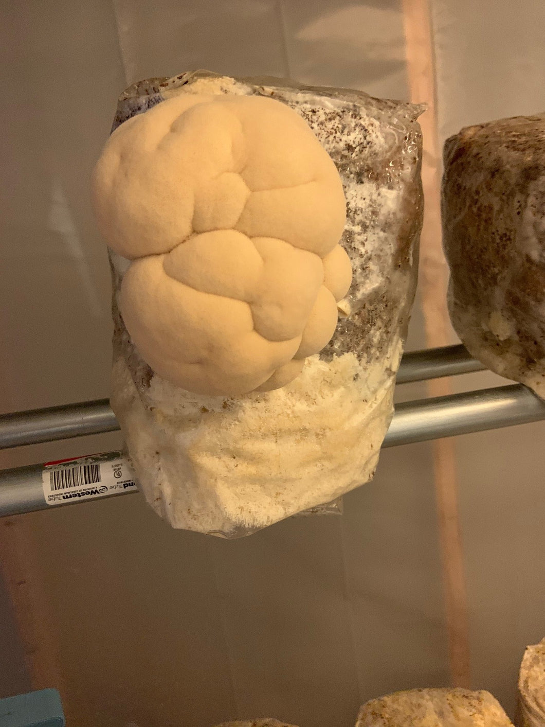 Mushroom-  Lion's Mane 1/2 lb