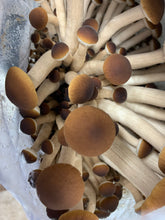 Load image into Gallery viewer, Mushroom- Pioppino 茶树菇 1/2 lb