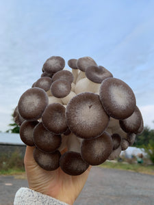Mushroom-black pearl king 1/2lb
