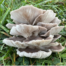 Load image into Gallery viewer, Mushroom-Abalone mushroom 1/2lb