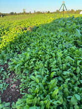 Load image into Gallery viewer, Shepherd&#39;s Purse/荠菜  1 lb
