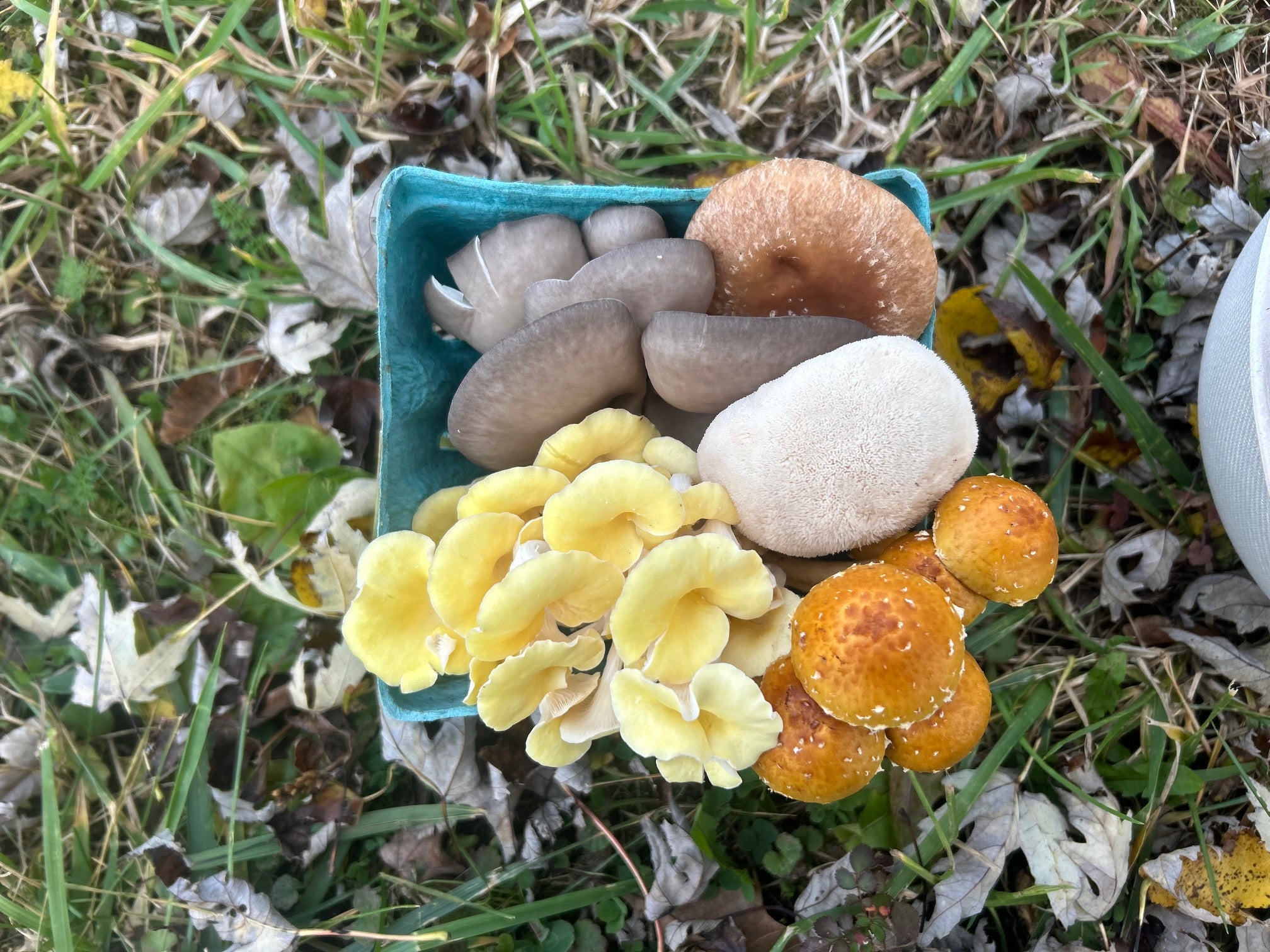 Mushroom quart medley 0.70lbs – Zell's Farm