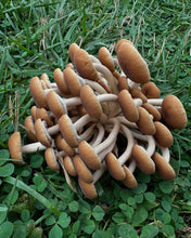 Load image into Gallery viewer, Mushroom- Pioppino 1/2 lb