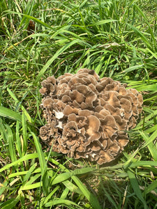 Mushroom maitake 灰树花 1/2lb