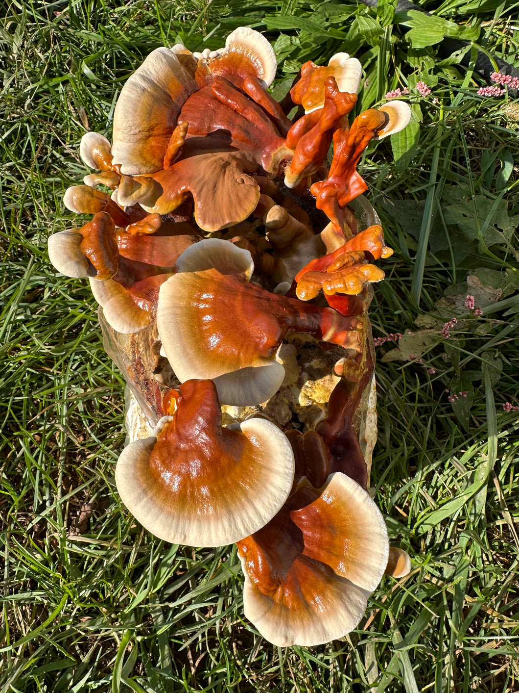 Reishi grown up whole bag