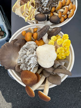 Load image into Gallery viewer, CSA Mushroom Jumbo Medley-1.5lbs 39 Weeks