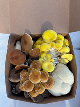 Load image into Gallery viewer, CSA Mushrooms family size medley 2.5lbs;39 Weeks