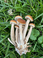 Load image into Gallery viewer, Mushroom- Pioppino 1/2 lb