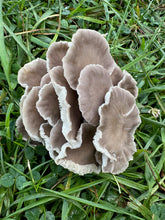 Load image into Gallery viewer, Mushroom-Abalone mushroom 1/2lb