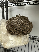 Load image into Gallery viewer, Mushroom maitake 1/2lb