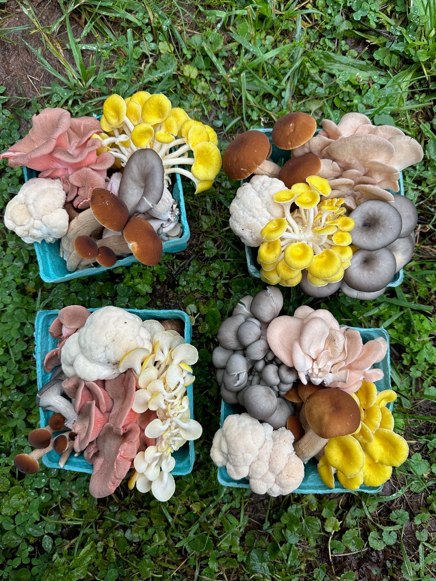 CSA Mushroom quart medley 0.70lb :39Weeks; – Zell's Farm