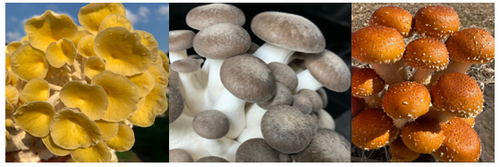 Add on 1/2lb of any of the golden oyster or black pear king or chestnut mushrooms for 32 weeks