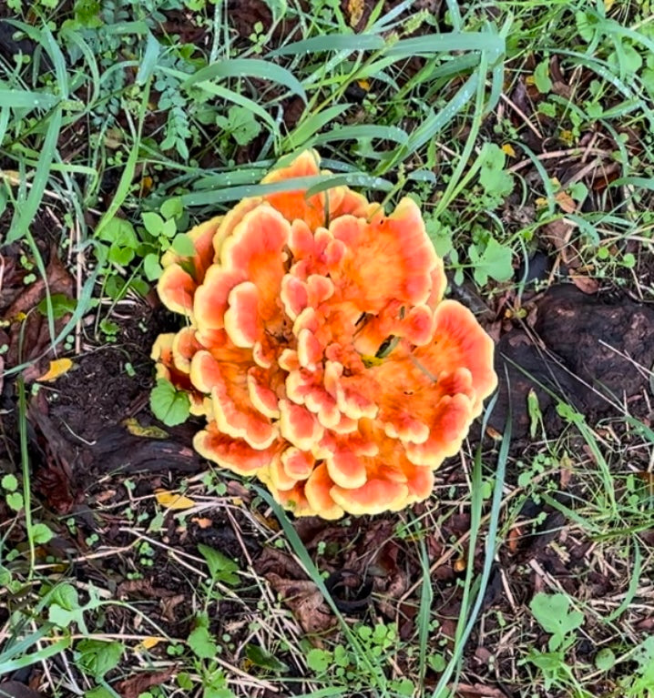 Mushroom Wild Chicken of the woods 1/2 lb – Zell's Farm