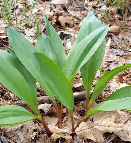 Ramps per bunch