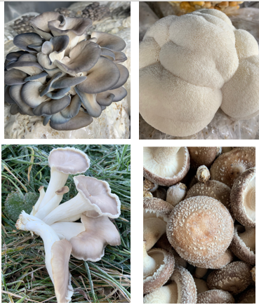 Add on 1/2lb of any of the blue oyster, abalone oyster, lion's mane or shiitake