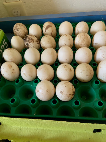 Duck Eggs One Dozen