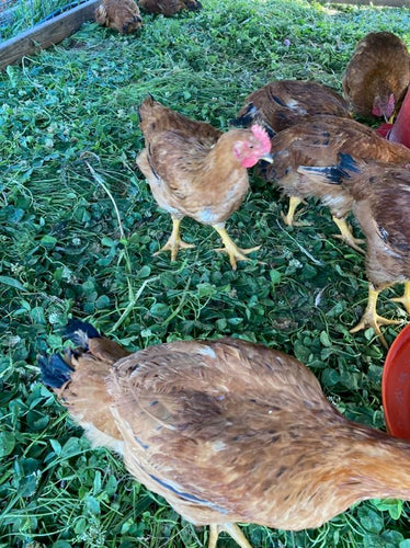 Chicken Poussin frozen 8 weeks 1-1.5lbs