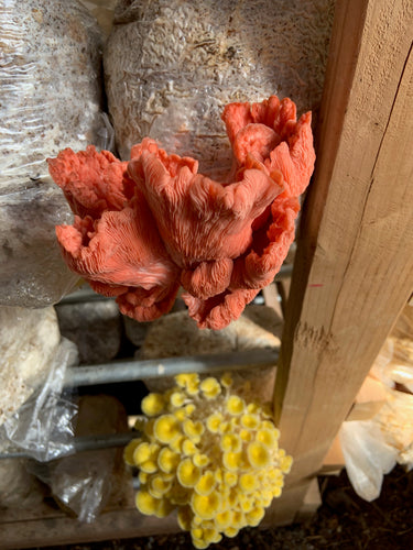 Mushroom pink oyster 1/2 lb