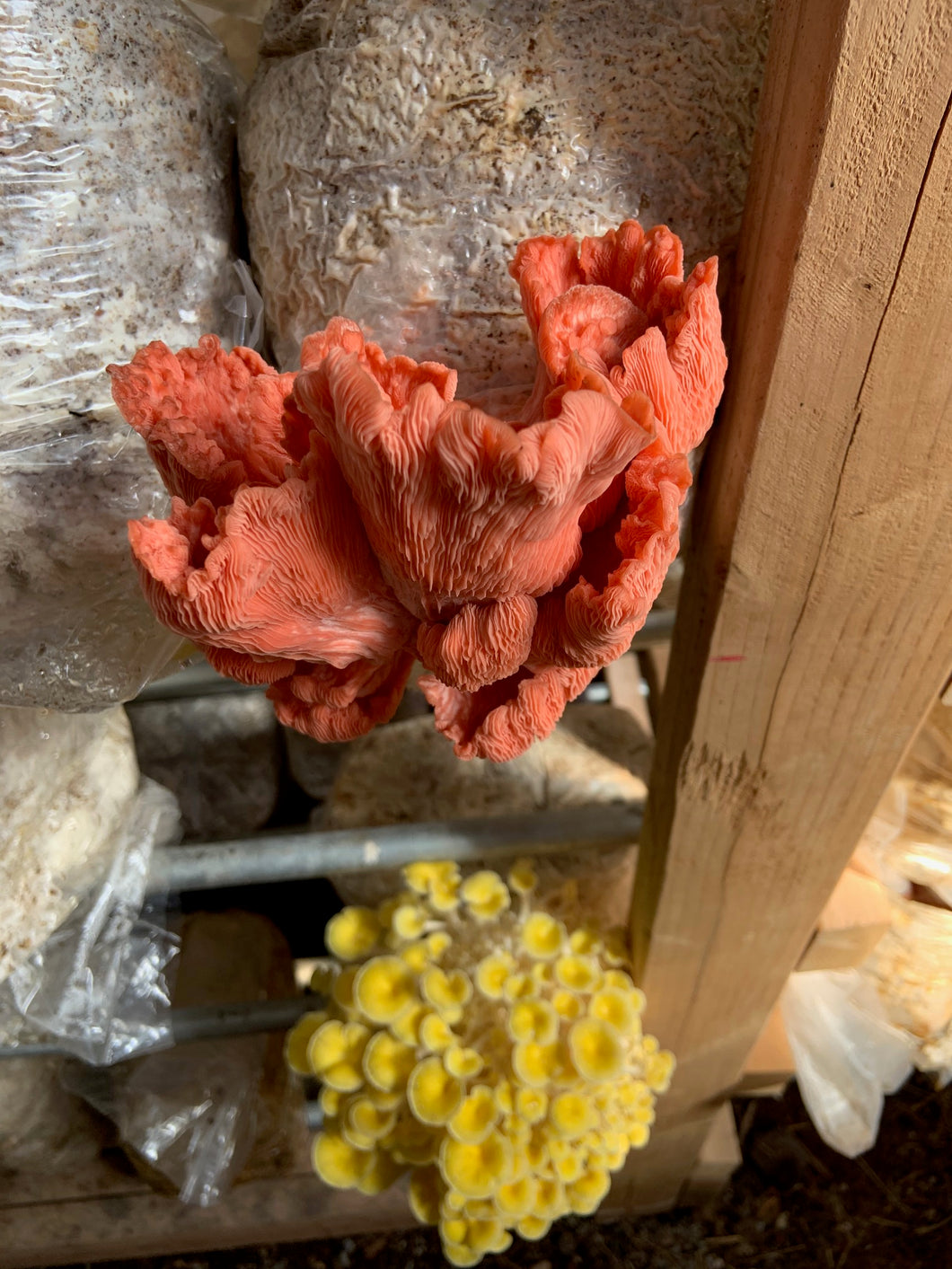 Mushroom pink oyster 1/2 lb
