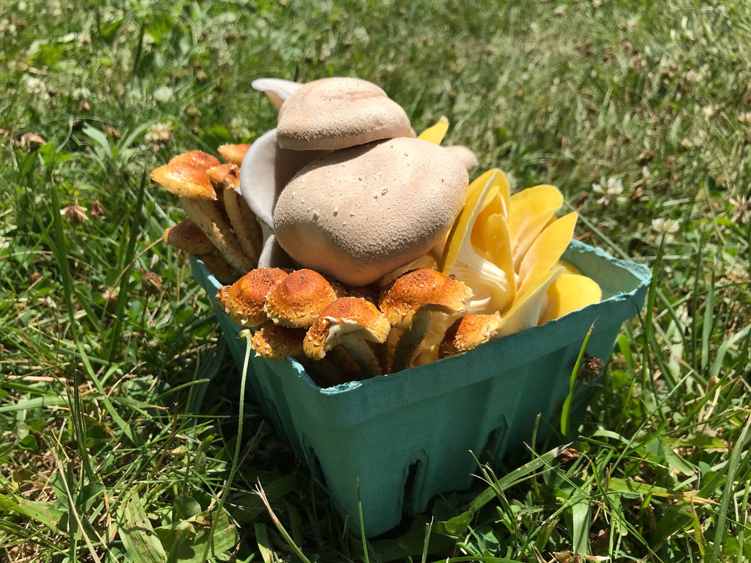 CSA Mushroom quart medley 0.75lb :26Weeks;