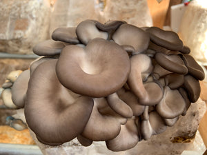 Mushroom-Oyster 1/2 lb