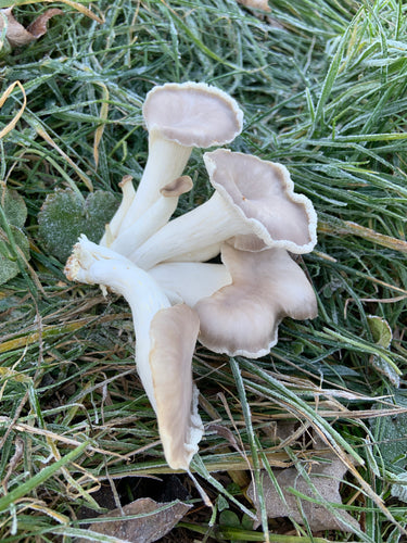 Mushroom-Abalone mushroom 1/2lb
