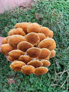 Mushroom- Chestnut 1/2lb