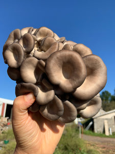 Mushroom-Oyster 1/2 lb