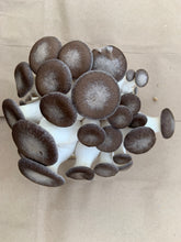 Load image into Gallery viewer, Mushroom-black pearl king 1/2lb