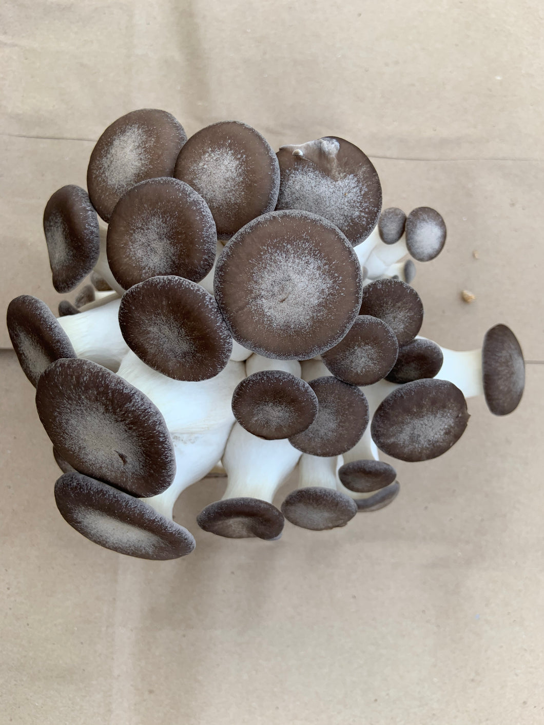 Mushroom-black pearl king 1/2lb