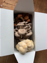 Load image into Gallery viewer, Mushroom Jumbo Medley gift box 1.5 lbs