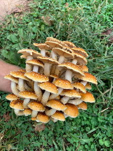 Mushroom- Chestnut 1/2lb