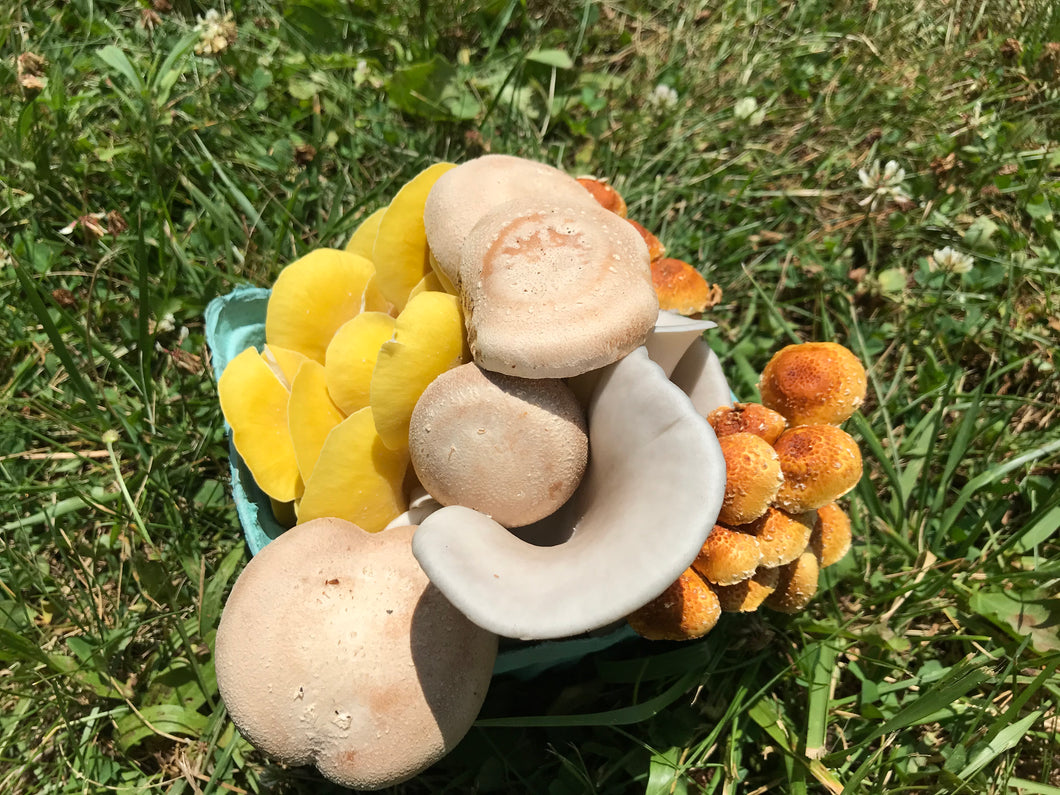 Mushroom quart medley 0.75lb