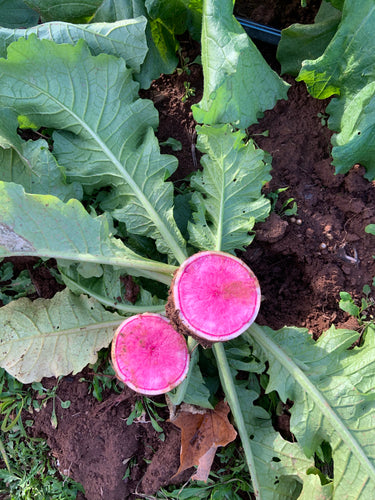 Radish xinlimei 3lbs
