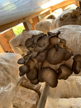 Load image into Gallery viewer, Mushroom-Oyster 1/2 lb