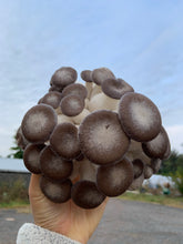 Load image into Gallery viewer, Mushroom-black pearl king 1/2lb