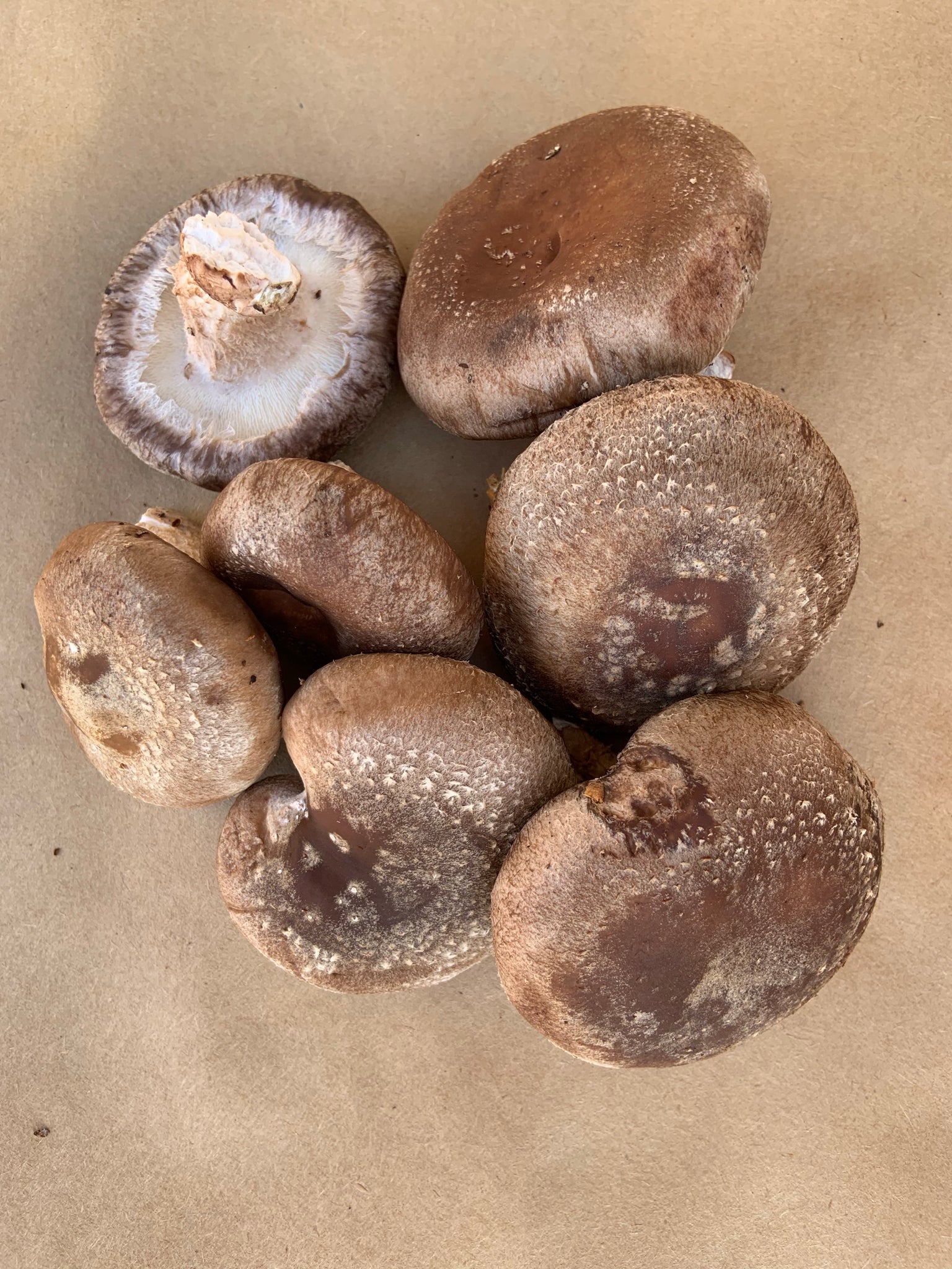 Shitake Mushrooms (1 lb)