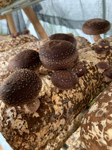 Shiitake mushroom log each