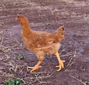 Chicken premium broiler whole frozen 4-4.2lbs