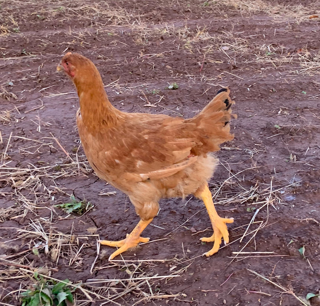 Chicken premium broiler whole frozen 4-4.2lbs