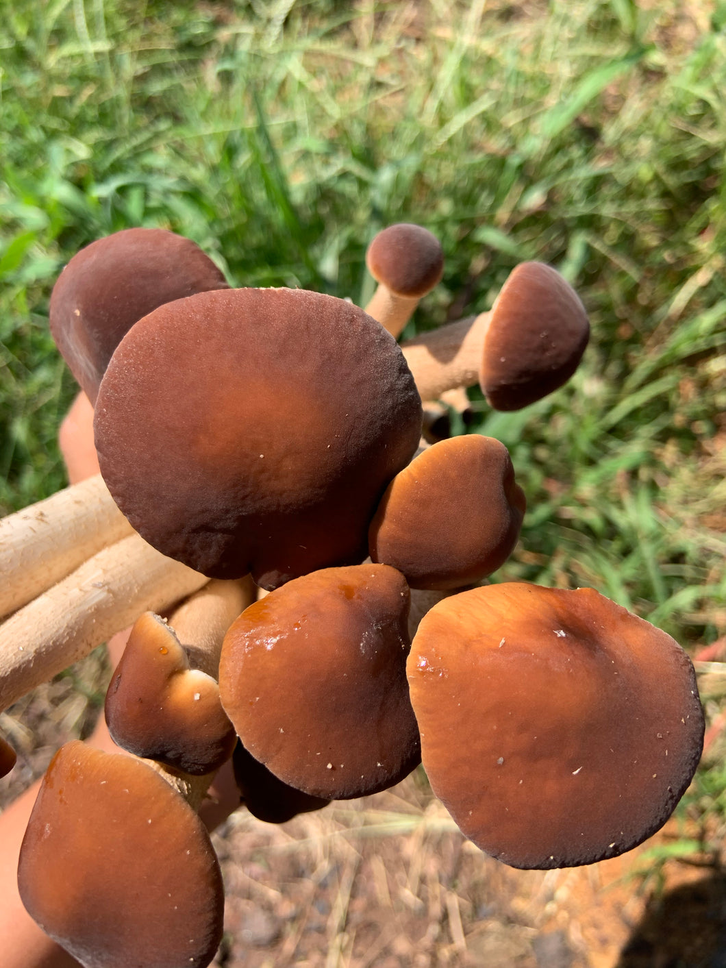 Mushroom- Pioppino 茶树菇 1/2 lb